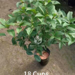 Osmanthus Fragrans Plants (1)