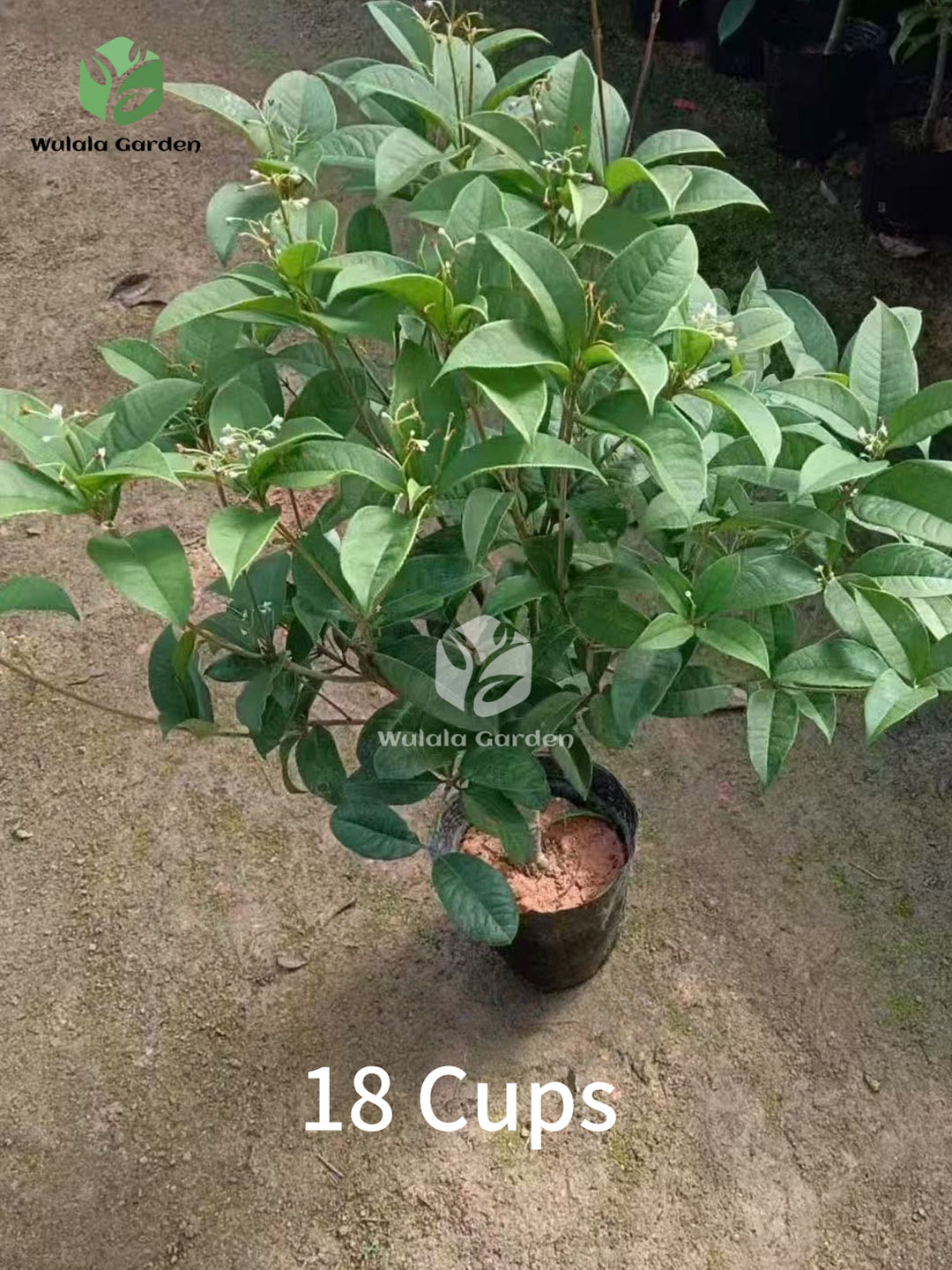 Osmanthus Fragrans Plants (1)