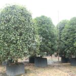 Osmanthus Fragrans Plants (2)