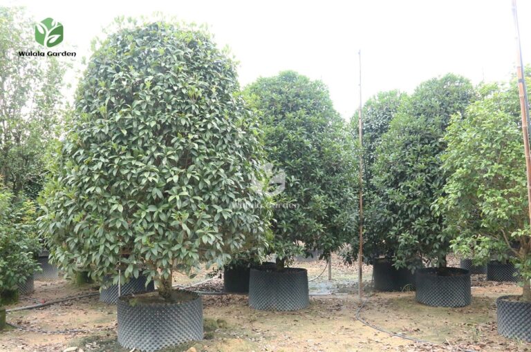 Osmanthus Fragrans Plants (2)