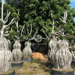 Raised Root Gourd Style (2)