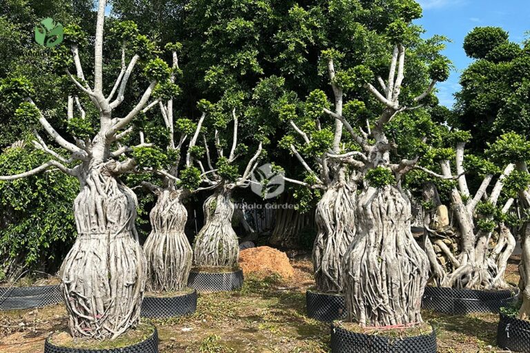 Raised Root Gourd Style (2)