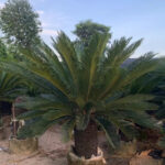 Sago Palm (1)