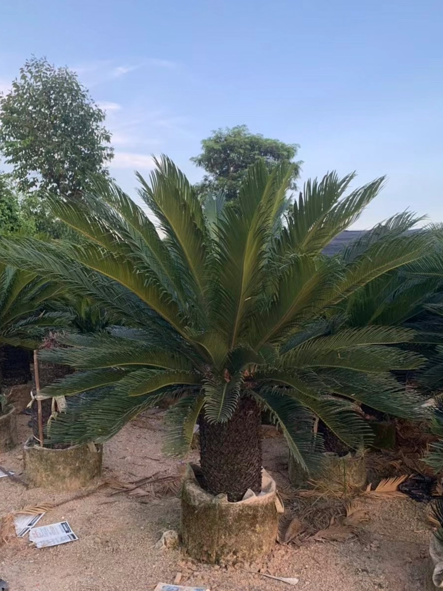 Sago Palm (1)