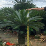 Sago Palm (2)