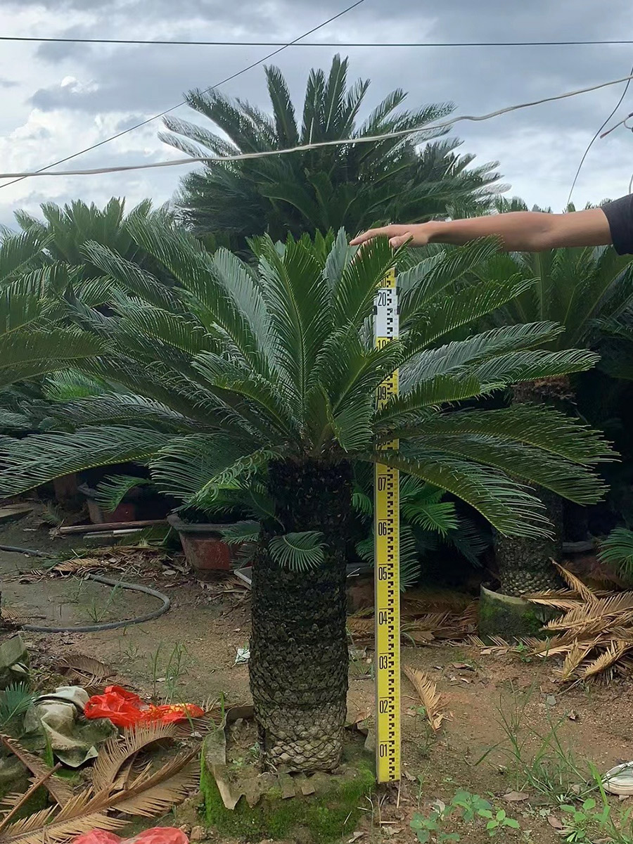 Sago Palm (2)