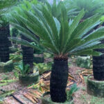 Sago Palm (3)