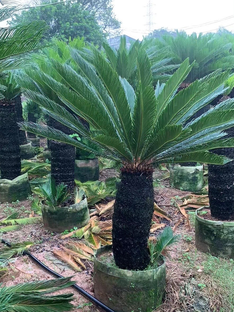 Sago Palm (3)