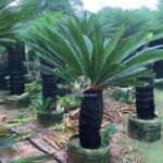 Sago Palm (4)