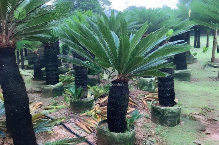 Sago Palm (4)