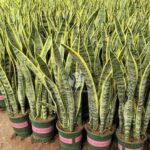 Sansevieria (1)