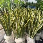 Sansevieria (2)