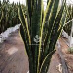 Sansevieria (3)