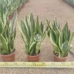 Sansevieria (4)