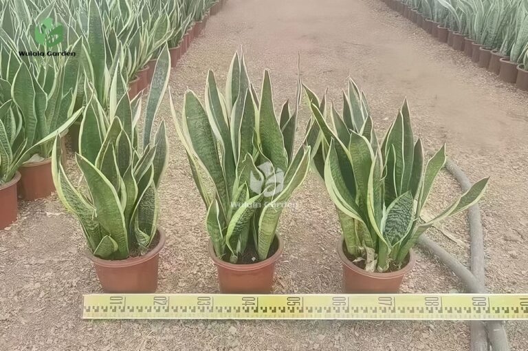 Sansevieria (4)