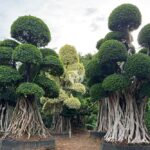 Shaped Banyan Tree (1)