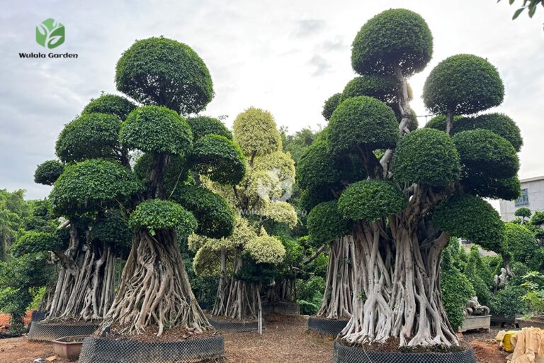 Shaped Banyan Tree (1)