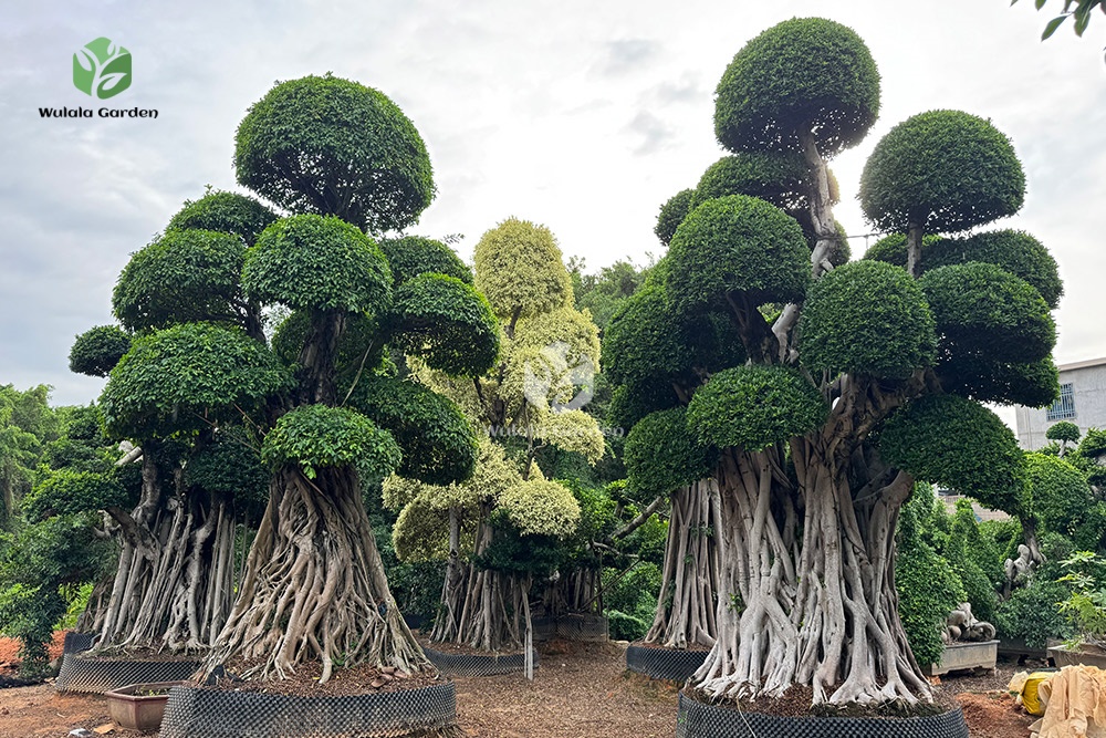 Shaped Banyan Tree (1)