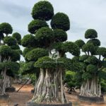 Shaped Banyan Tree (2)