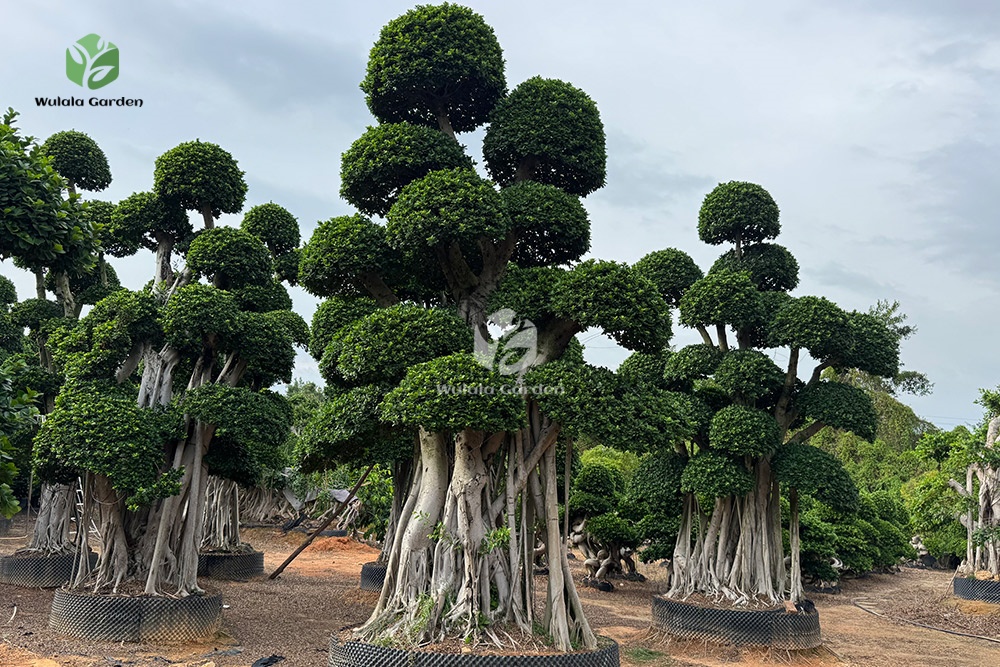 Shaped Banyan Tree (2)