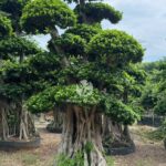 Shaped Banyan Tree (3)