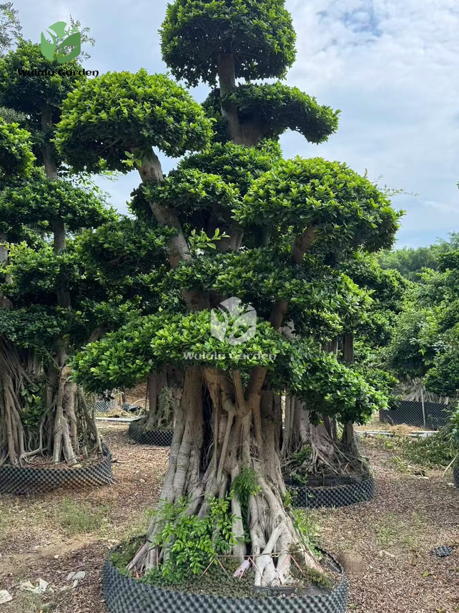 Shaped Banyan Tree (3)