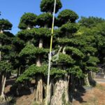 Shaped Banyan Tree (4)