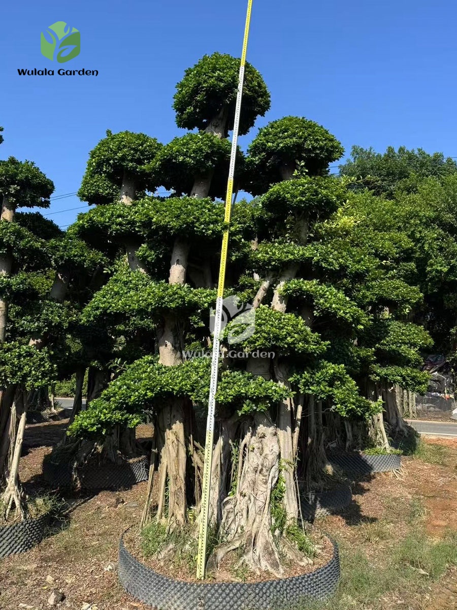 Shaped Banyan Tree (4)