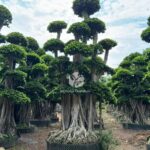 Shaped Banyan Tree (5)