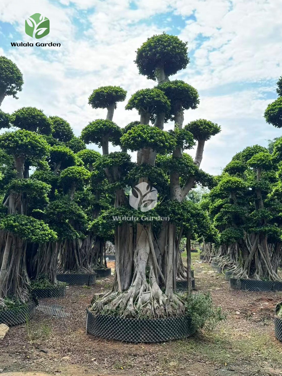Shaped Banyan Tree (5)