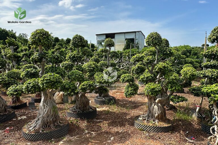 Shi Ma Root Strange Root Banyan Tree 1 (1)
