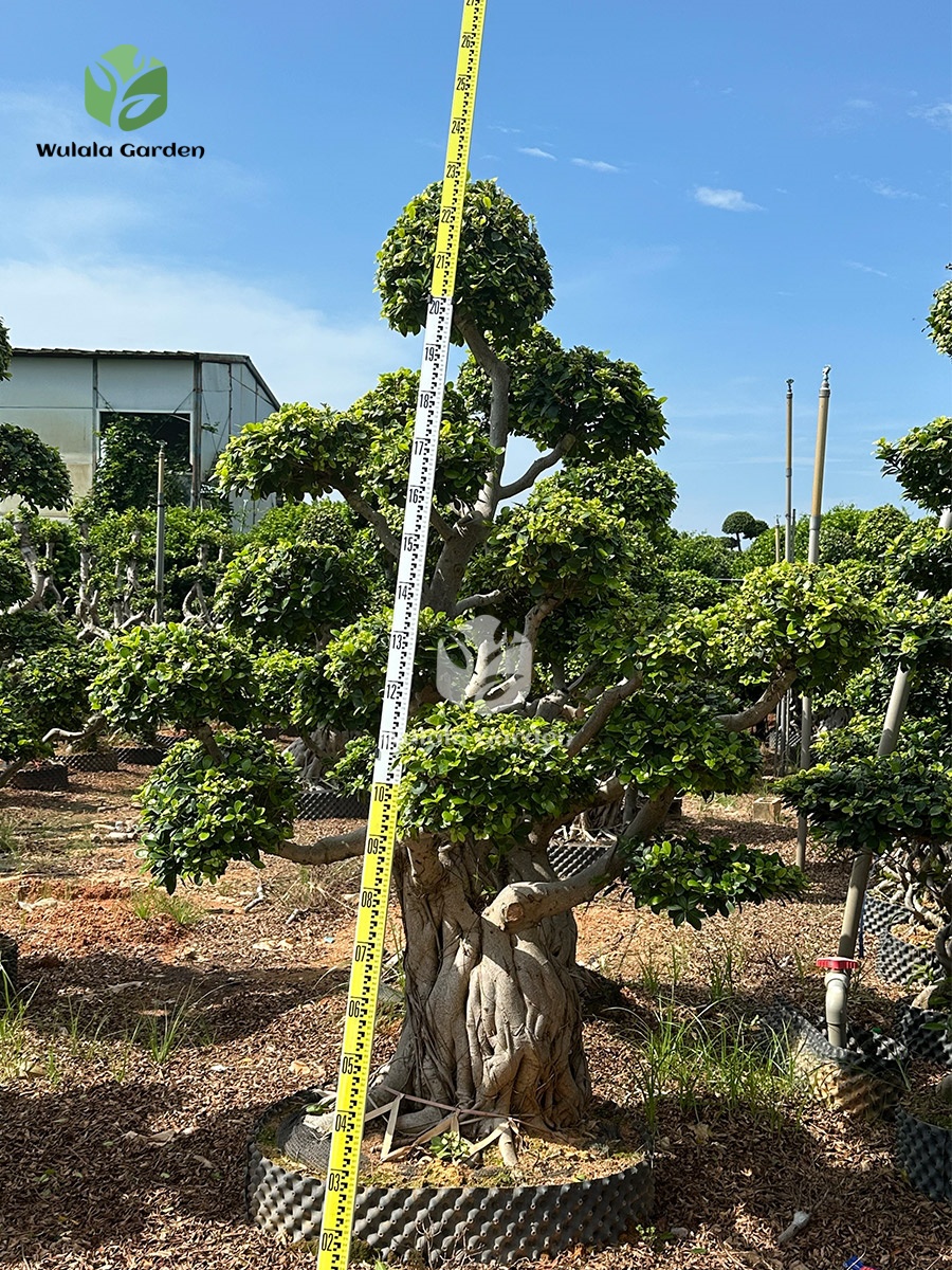 Shi Ma Root Strange Root Banyan Tree 1 (3)