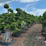 Shi Ma Root Strange Root Banyan Tree 2 (1)