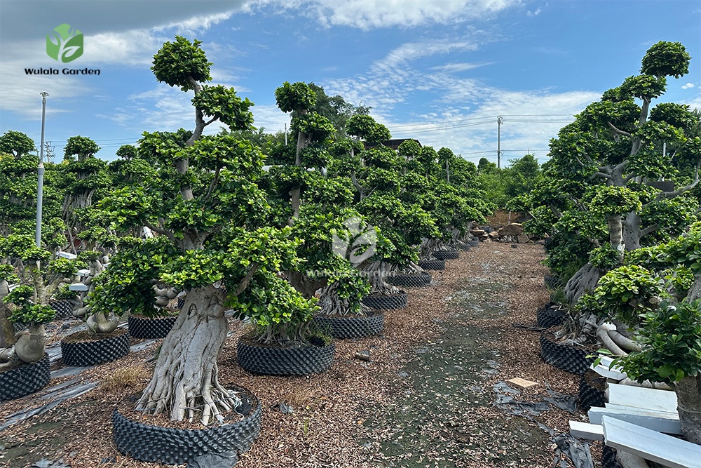 Shi Ma Root Strange Root Banyan Tree 2 (1)