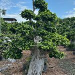Shi Ma Root Strange Root Banyan Tree 2 (2)