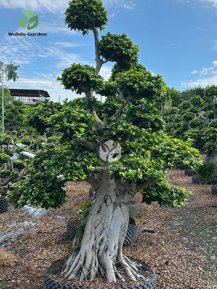 Shi Ma Root Strange Root Banyan Tree 2 (2)