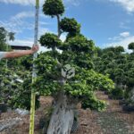 Shi Ma Root Strange Root Banyan Tree 2 (3)