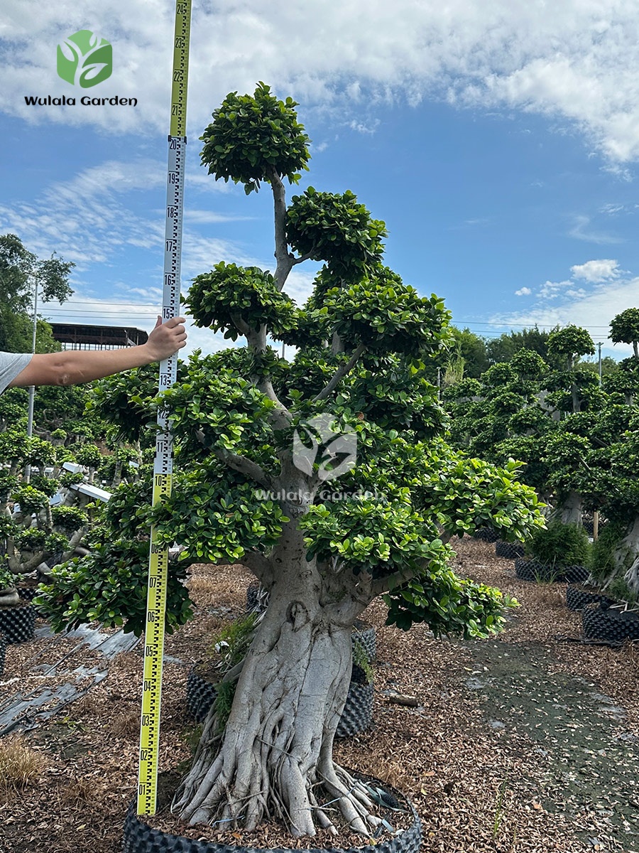 Shi Ma Root Strange Root Banyan Tree 2 (3)