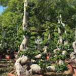 Single Drift Banyan Tree (2)