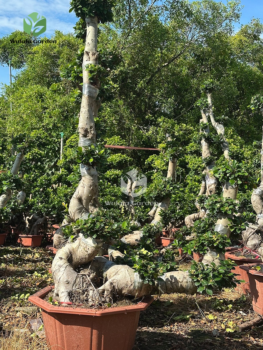 Single Drift Banyan Tree (2)