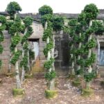 Small Dragon Ficus Microcarpa Tree （small Size） (1)