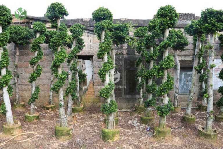 Small Dragon Ficus Microcarpa Tree （small Size） (1)
