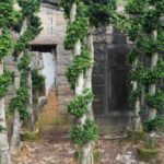 Small Dragon Ficus Microcarpa Tree （small Size） (2)