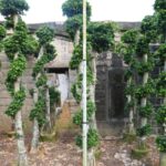 Small Dragon Ficus Microcarpa Tree （small Size） (3)