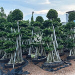 Small Leaf Banyan Tree (1)