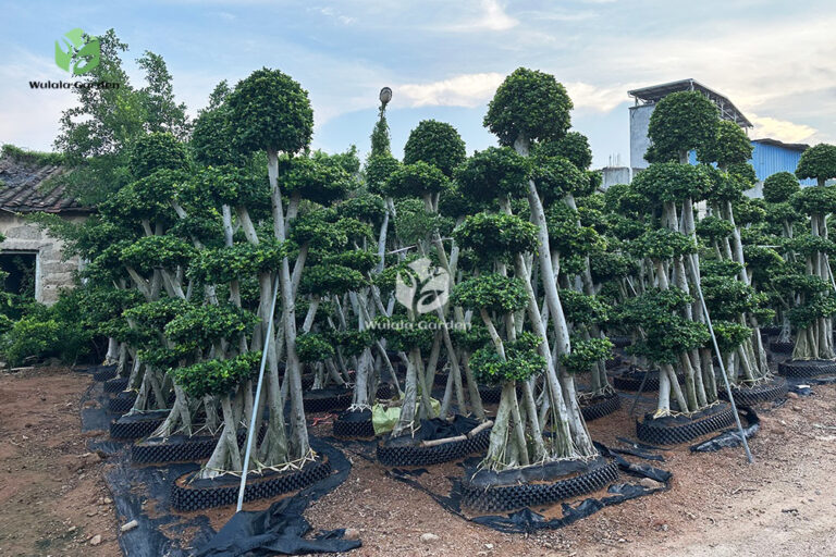 Small Leaf Banyan Tree (1)