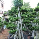Small Leaf Banyan Tree (2)
