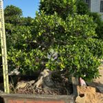 Small Potted Bonsai (1)