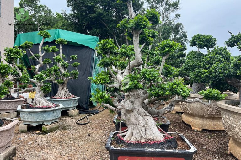 Small Potted Bonsai