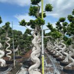 Strange Root Banyan Tree (1)